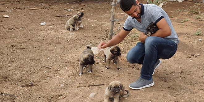 Sel sularına kapılan 6 yavru köpeği kurtardı