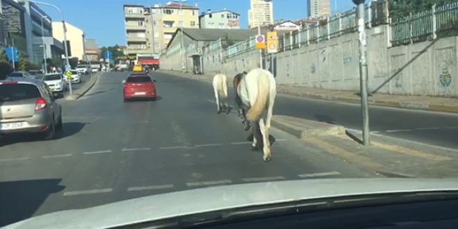 Trafikte başıboş atlar sürücüleri şaşkına çevirdi