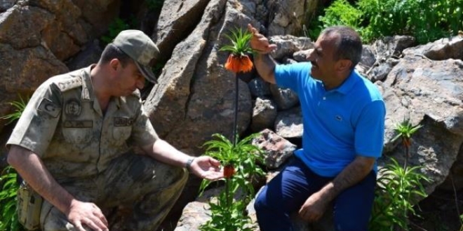Tunceli'de ters laleler jandarma korumasında