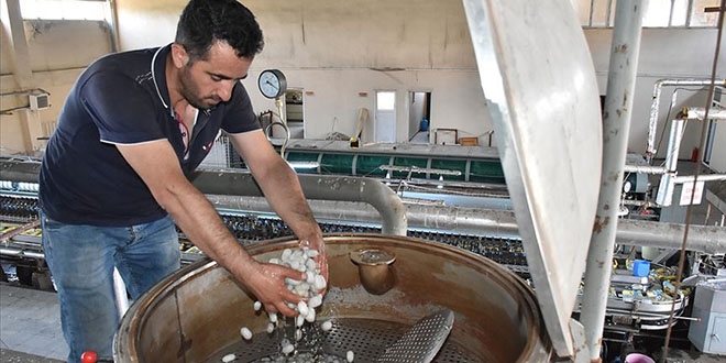 Diyarbakır, Türkiye'nin yaş koza üretim merkezi oldu