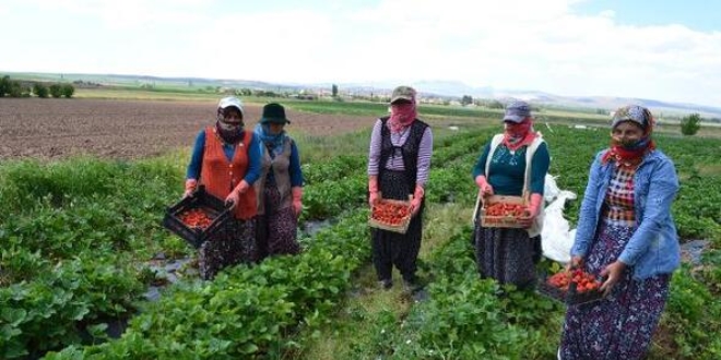 Mevsimlik işçi olarak geldiği köyde, çilek üreticisi oldu