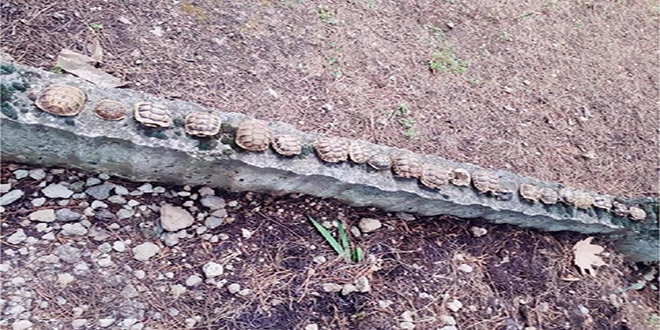 Mezarlıkta 23 adet kaplumbağa ölüsü bulunmasına inceleme