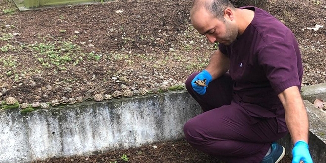 Mezarlıkta ölü bulunan kaplumbağaların sırrı çözüldü