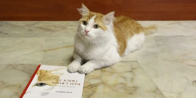 Savaştan kurtarılan kedinin hikayesi kitap oldu