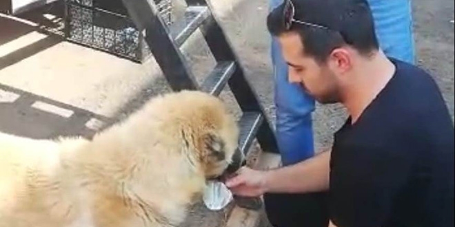 Polis memurları susayan köpeğe elleriyle su verdi