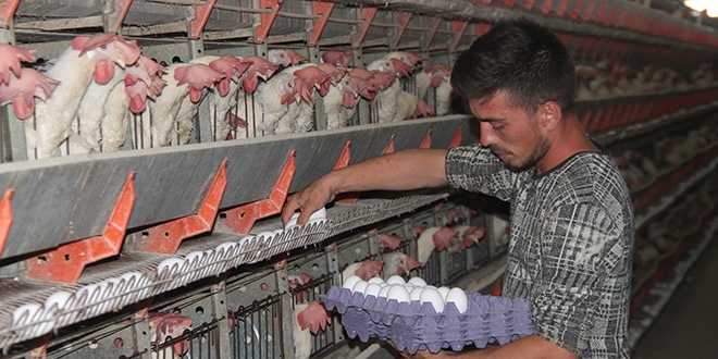 Yumurta üreticisi çözüm bekliyor