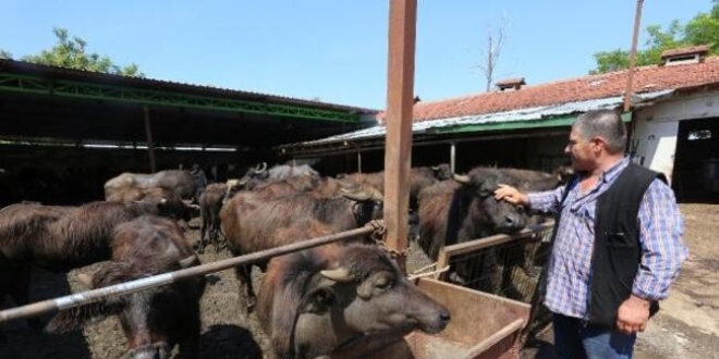 Manda yetiştirmeye başladı! Litresini 10 liradan satıyor