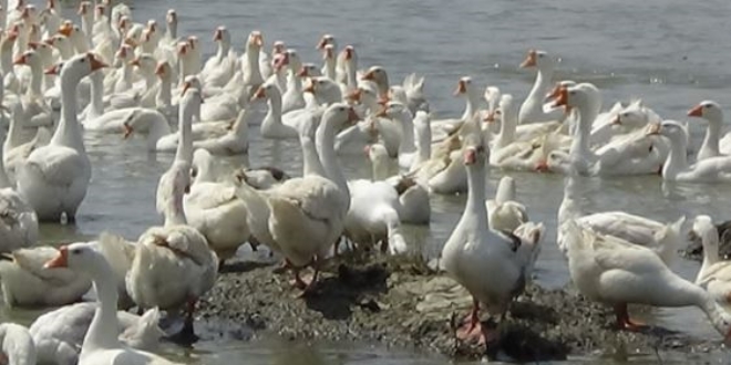 Fabrika gibi kaz üretimi yapıyorlar