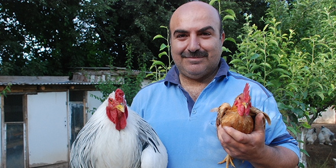 İşte Dünya'nın en küçük horozu