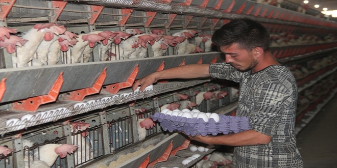 Yumurta üreticilerine vadeli mısır satışı