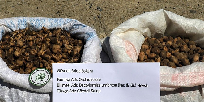 Salep soğanı toplayan kişiye 60 bin 163 lira ceza