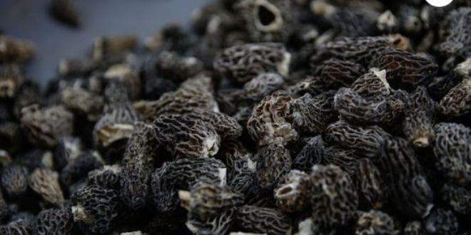 'Kuzu göbeği'nin kilogramı 250 avroya ihraç ediliyor