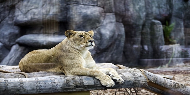 Aslan Park, büyük kedilere isim arıyor