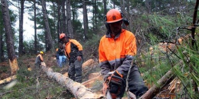 Orman İşçileri, çalışma sürelerinin uzatılmasını bekliyor