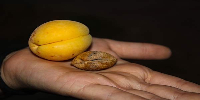 Iğdır'da bulunduğu iddia edilen kayısı fosili tanıtıldı