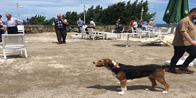 Kayıp öğretmenin köpeği sahilde sahibini bekliyor