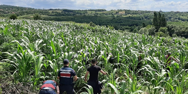 10 milyon liralık kenevir tarlasının zanlıları tutuklandı