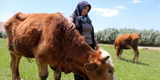 Devlet desteğiyle başladığı hayvancılıkla çocuklarını okutuyor