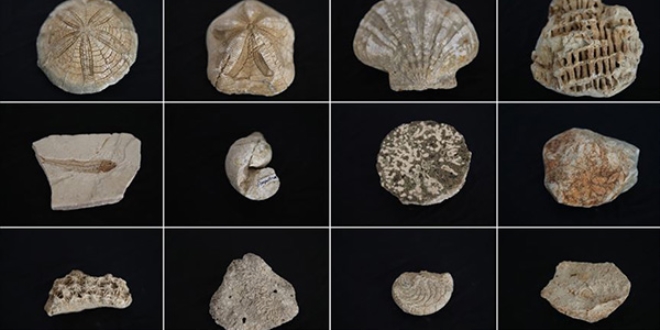 Biyoloji retmeninin 'fosil koleksiyonu'