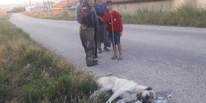 Sokak köpeklerini zehirleyerek öldürdüler
