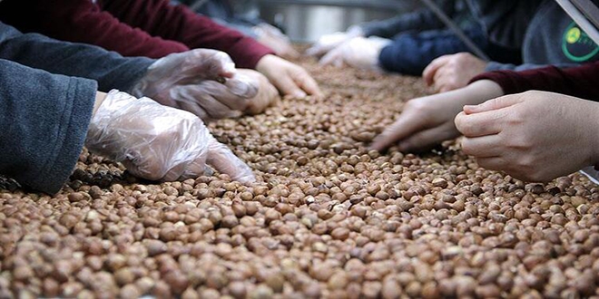 Fındıkta hedef: 5 milyar dolarlık ihracat
