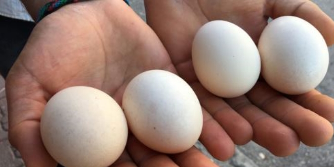 'Anne sütünden sonra en değerli besin yumurta'