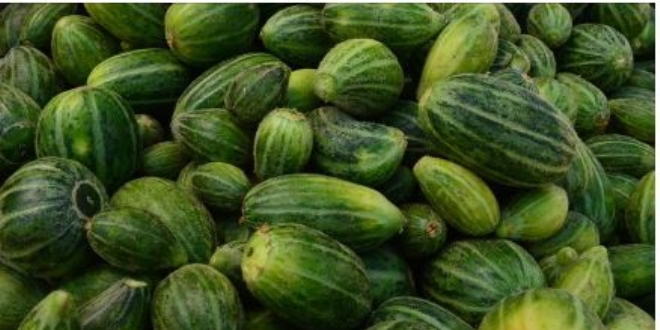 Şelengo'nun dışı karpuza, içi kavuna, tadı ise salatalığa benziyor
