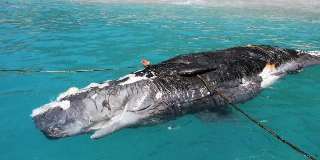 Fethiye'de 3 metre uzunluğunda balina karaya vurdu