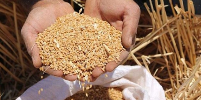 'Türkiye, buğdayda kurak seneler için hazırlık yapmalı'