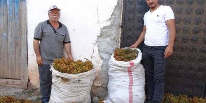 Köylülerin yeni gelir kaynağı sarı kantaron otu