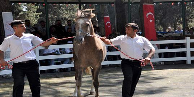 TİGEM'in tayları görücüye çıkıyor