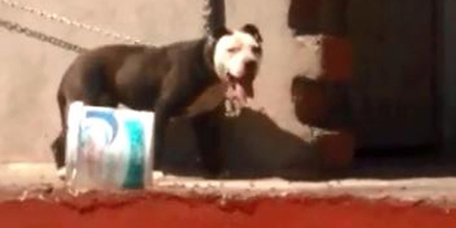 Sıcaktan ölen köpeğin sahibine para cezası