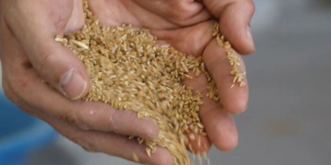 Ömrünü atalık tohum 'gacer'i yaşatmaya adadı
