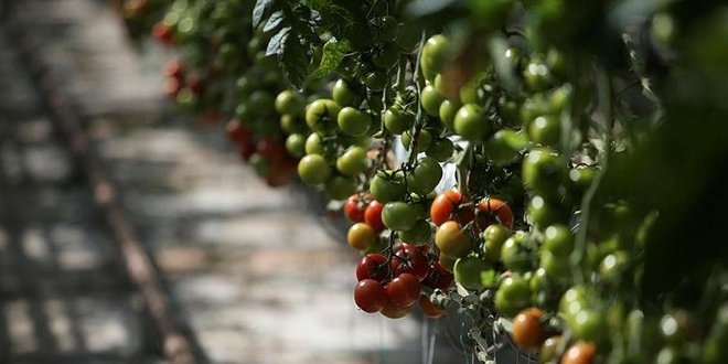 Tarımsal kalkınmada dev adımlar geliyor
