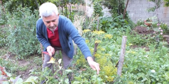Patates ektiler domates çıktı