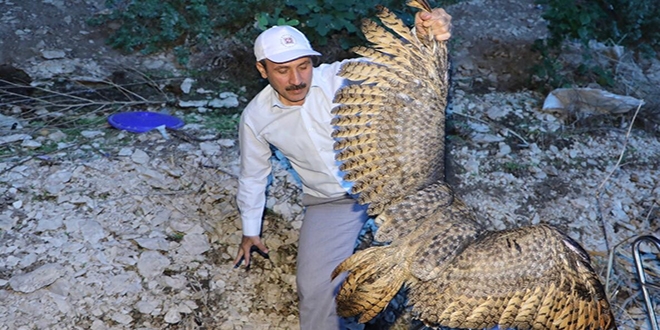 Rektör yaralı baykuşu buldu tedaviye gönderdi