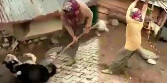 Köpeklere kürekle vuran kişiye para cezası
