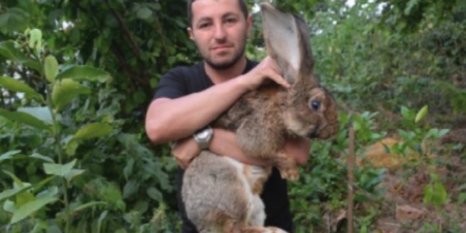 12 kiloluk tavşan ilgi odağı oldu