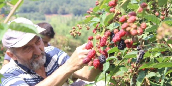 Böğürtlen dalında 8 liradan satılıyor