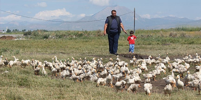 Pazardan aldığı tavukla çiftlik kurdu