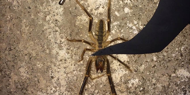 13 santimetre uzunluğundaki zehirli örümcek tedirgin etti