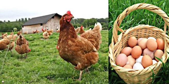 10 kuruşluk yumurta 1 TL'ye satılıyor