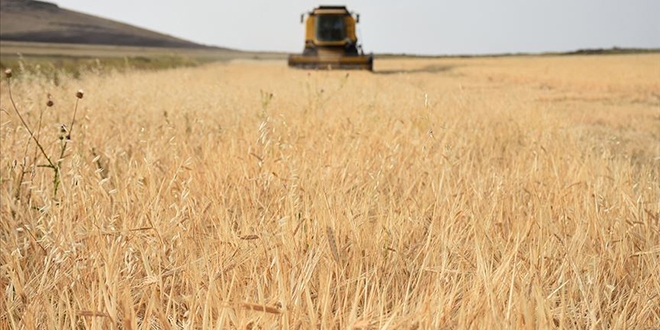 İstanbul Halk Ekmek'in organik unu Kars'tan