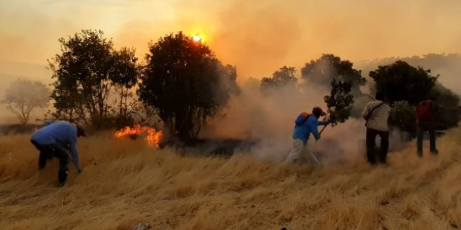 Mardin'deki orman yangn 6 mahalleyi tehdit ediyor