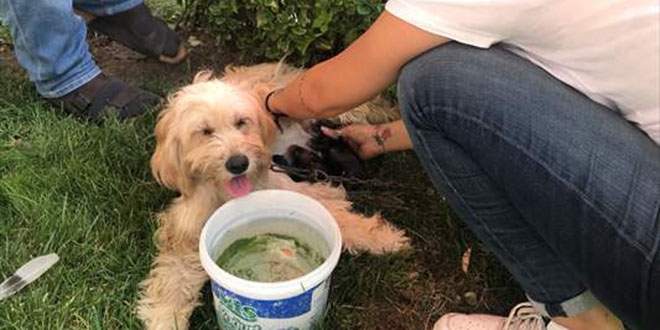 Sokakta doğum yapan köpeğe vatandaşlar yardım etti