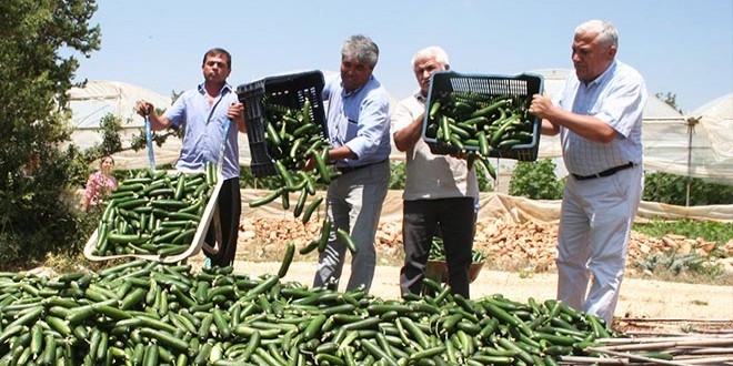 Salatalığın kilosu tarlada 20 kuruşa düştü