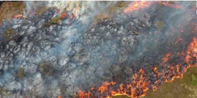 Sinop'ta orman yangn: 10 hektar kl oldu