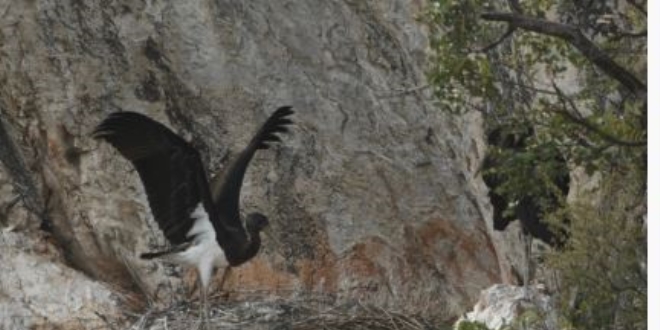 Nadir görülen kara leylekler Bilecik'te