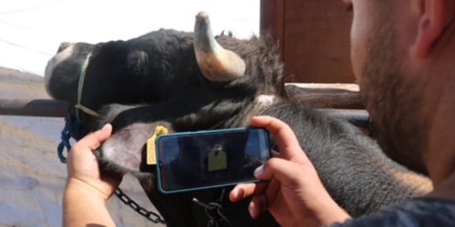 Cep telefonuyla 'mobil' kurbanlık satışı