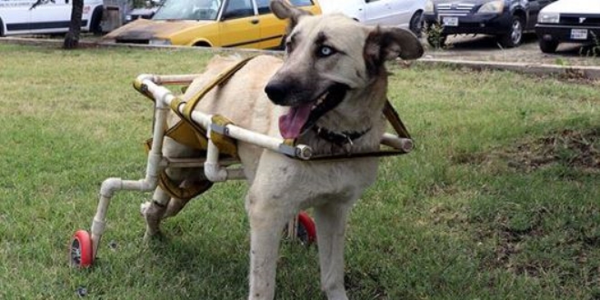 Yürüyemeyen köpeğe plastik borularla yürüteç yaptı